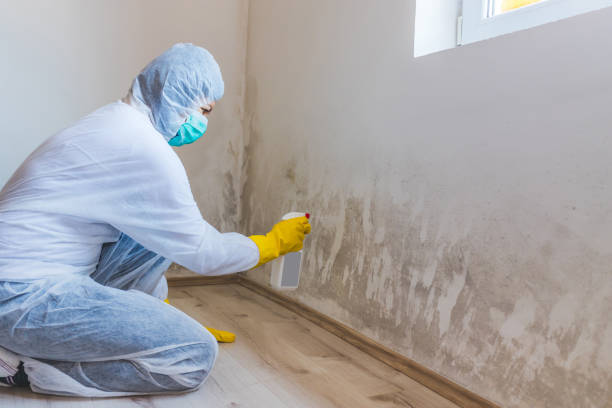 Mold Remediation specialist working in Cibolo