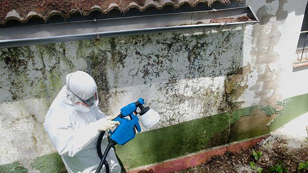 Mold Removal service in Cibolo